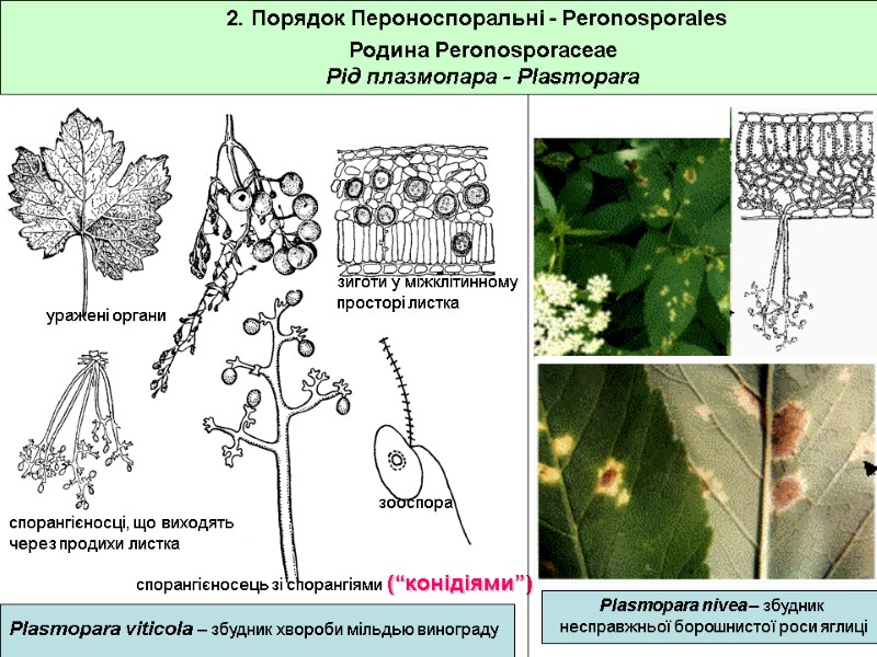 2. Порядок Пероноспоральні - Peronosporales Родина Peronosporaceae Рід плазмопара - Plasmopara Plasmopara viticola –